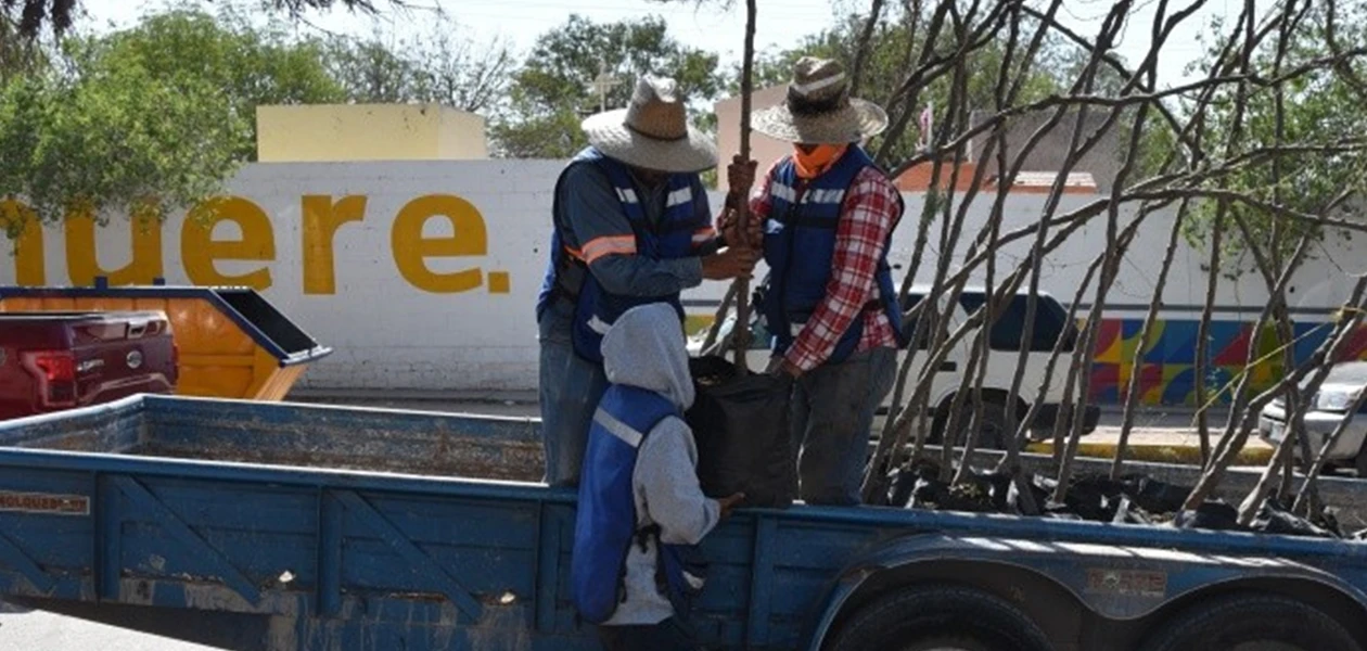 Intensifican esquema de reforestación en JM