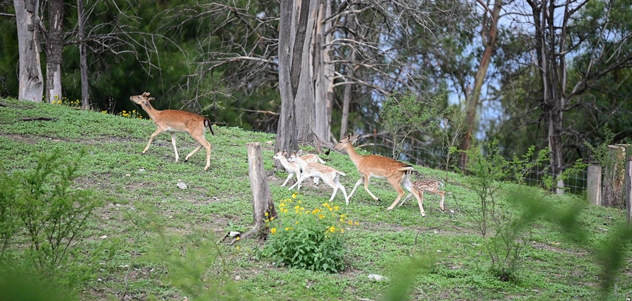 Nuevos inquilinos en el Parque Landeros