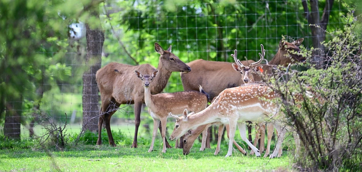Nuevos inquilinos en el Parque Landeros