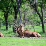 Nuevos inquilinos en el Parque Landeros