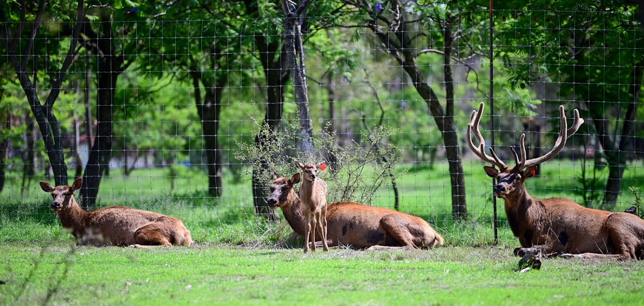 Nuevos inquilinos en el Parque Landeros