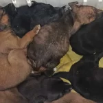 Pepenan a la mata perros de Loma Bonita