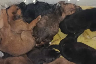 Pepenan a la mata perros de Loma Bonita