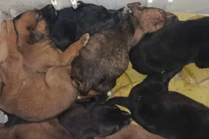 Pepenan a la mata perros de Loma Bonita