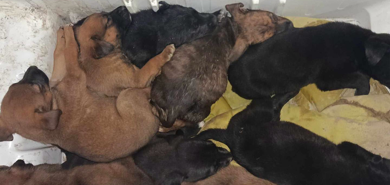 Pepenan a la mata perros de Loma Bonita
