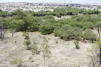 Piden activistas que La Pona no se use como trampolín político