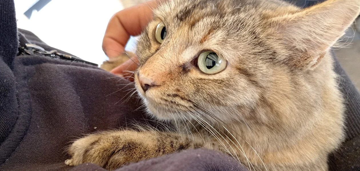 Promueve Leo la salud reproductiva de mascotas