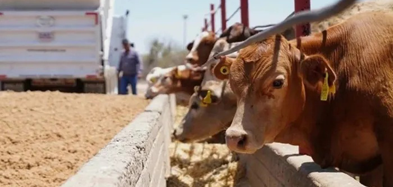 Sheinbaum anuncia reanudación de exportación de ganado a EU