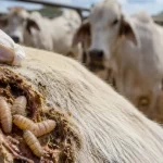 Son ya 40 casos acumulados de gusano barrenador en nuestra Entidad