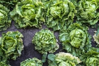 Taylor Farms retira de EEUU toda su lechuga iceberg producida en México por ciclosporiasis