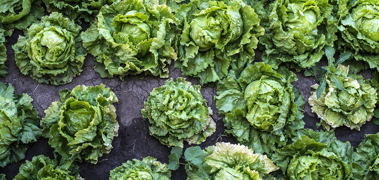 Taylor Farms retira de EEUU toda su lechuga iceberg producida en México por ciclosporiasis