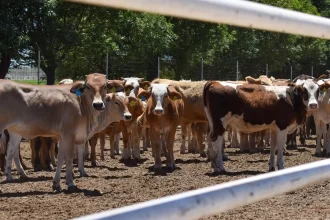 Aguascalientes acumula más de 130 casos de gusano barrenador