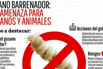 Aparece el gusano barrenador en humanos en el Estado
