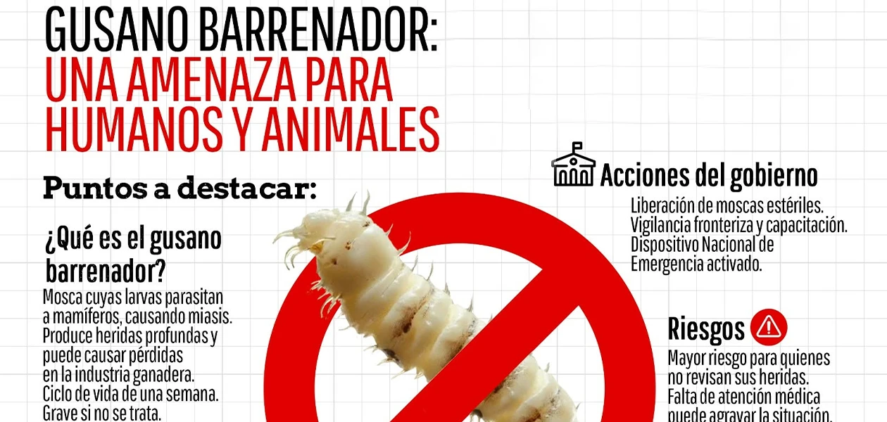 Aparece el gusano barrenador en humanos en el Estado