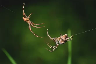 Atacan fuerte los animales ponzoñosos