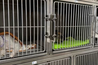 Refrenda Leo Montañez su compromiso con la salud de las mascotas