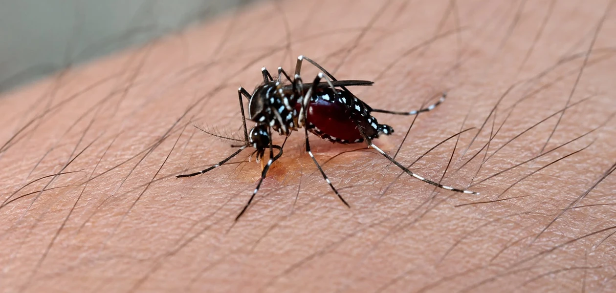 Repuntan fuerte los ataques del dengue