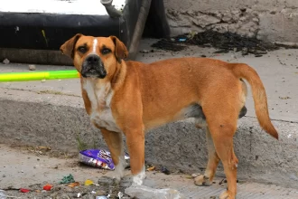 Suma Aguascalientes 29 casos de gusano barrenador en perros