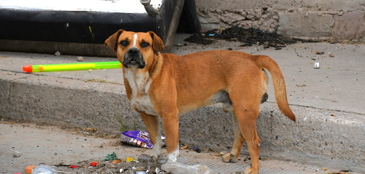 Suma Aguascalientes 29 casos de gusano barrenador en perros