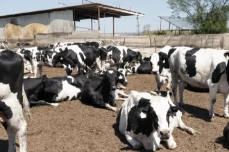 Suman 42 casos de robo de ganado en Aguascalientes en lo que va del presente año