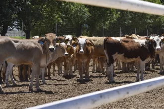 Aguascalientes se blinda contra el barrenador