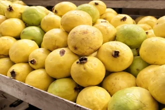Calvillenses dejan guayaba por turismo