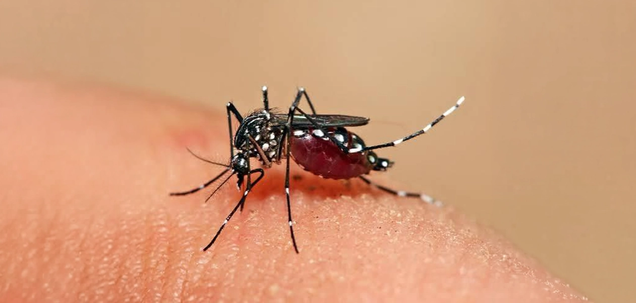 Dengue se mantiene muy a la alza en Aguascalientes