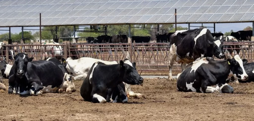 Denuncian huachicol de leche en Aguascalientes