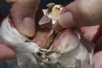 Denuncian los productores locales invasión de ajo chino
