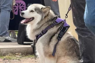 Municipio de Aguascalientes alista megajornada de esterilización en el oriente