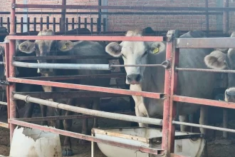 Municipio arranca la Clínica Veterinaria Ambulatoria 2026 en Aguascalientes