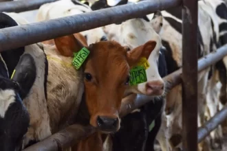 Piden tomar medidas para evitar llegada del gusano barrenador